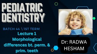 Morphological difference between primary and permanent teeth [upl. by Airuam918]