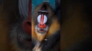 Mandrill 🐒 The colourful monkey in the worlds shorts mandrill animals wildlife facts monkey [upl. by Itagaki]