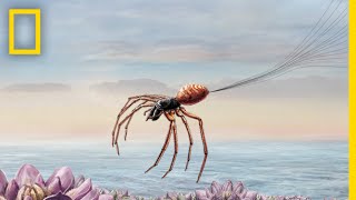 How Spiders Use Electricity to Fly  Decoder [upl. by Yevrah]