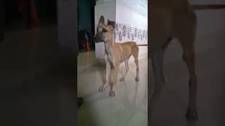 Kaipulla india doglover viralvideo [upl. by Earazed]