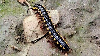 Yellowspotted millipede [upl. by Pandich815]