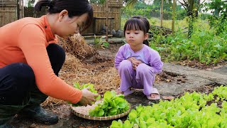 How to Grow Lettuce and Care for Your Vegetable GardenLiving with Nature [upl. by Mcgregor809]