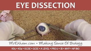 Eye Dissection  GCSEA LevelIB Biology [upl. by Ivana936]