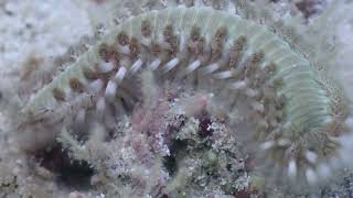 Macro shot of a bristle worm [upl. by Hendrik]