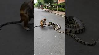 Monkey and Python Play in the Streetmonkey python anime wildlife [upl. by Yetah]