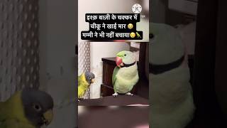 Ishq mein Khai Maar 😭Mummy Ne Bhi Nahi Bachaya 😡parrot funny comedy youtubeshorts shorts [upl. by Fugate]