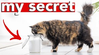 HOW TO HAVE A SMELL FREE LITTER BOX » sharing my secret to a stinkfree home with multiple cats [upl. by Sonstrom]