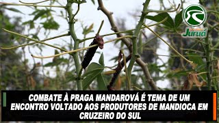 Combate à Mandarová é tema de um encontro voltado aos produtores de mandioca em Cruzeiro do Sul [upl. by Seleta]