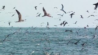 野鳥撮影・ オオミズナギドリ Streaked Shearwater [upl. by Myranda]