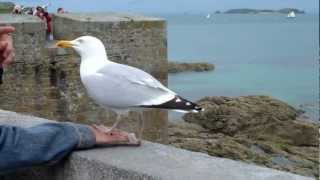 Beaux goélands sur les remparts de Saint Malo [upl. by Einehpets]