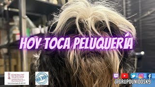 Peluquería canina peluqueriacanina sitzu bienestaranimal adopta adopcion noalabandono [upl. by Raney803]