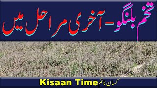 Tukhm e malanga tukh bilangu ki kasht tukh malanga ki kasht تخم بلنگو کی کاشت kisaan time کسان ٹائم [upl. by Helmer36]