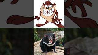 Tasmanian Devil TAZ Facts That May Surprise You [upl. by Eenwat]