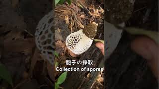 Spores of Phallus rubrovolvatus mushroom shorts アカダマキヌガサタケの胞子 [upl. by Novled807]