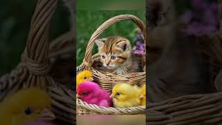 Baby cat and beautiful chicks cute chick sound Cat short cute cat catvideos animalsshort [upl. by Eilla]