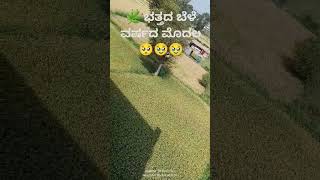 ಬತ್ತದ ಬೆಳೆ 🥹🥹kannada agriculture trending shortvideo raithu agriculturefarming farming [upl. by Sillyrama]