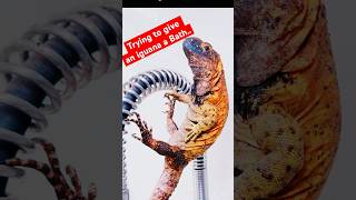 Got Other Plans thanks pets reptiles iguana animalshorts [upl. by Clementas]