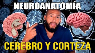 NEUROANATOMÍA  Hemisferios Cerebrales y Corteza Pt I Surcos Giros Áreas de Brodmann Lóbulos [upl. by Hars]