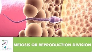 MEIOSIS OR REPRODUCTION DIVISION  PART 01 [upl. by Nesyrb291]