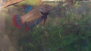 Wild Betta Imbellis vs Splendens [upl. by Eirotal]