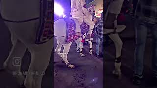 Lagan ma varghoda ma ghodi na order mate mado horse viralvideo gujratiwedding newmusic video [upl. by Aillil942]