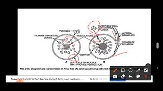 Actinorhiza Frankia Induced Nodulation root nodule formation Nitrogen fixation GSGOGAT PATHWAY [upl. by Nythsa]