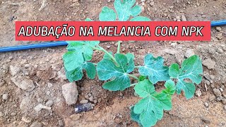 ADUBAÇÃO NA MELANCIA COM NPK [upl. by Enigroeg]