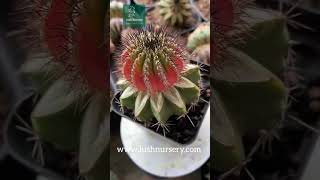 Uebelmannia pectinifera Lush Nursery cactus 🌵 [upl. by Ataga]