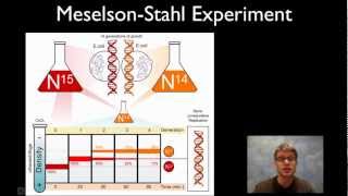 Meselson and Stahl experiment [upl. by Adamina]