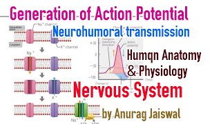 Generation of Action Potential  Neurohumoral Transmission [upl. by Elokin]