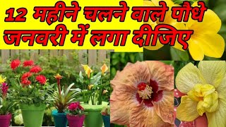 12 महीने चलने वाले पौधे plants to grow in January [upl. by Ronald]