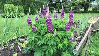 MidSummer Planting Lupine [upl. by Laumas]