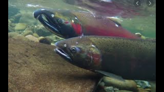 Satsop River Fishing Coho Salmon pt 2 [upl. by Amlas]