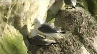 Kittiwakes on Seaford Head in 2007 [upl. by Elgar]