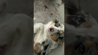 Guilty Dog Seeks Belly Rub After Destroying Flower Pot [upl. by Bradleigh]