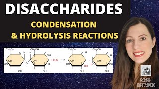 Alevel Biology DISACCHARIDES condensation reactions to create maltose sucrose and lactose [upl. by Tloc675]