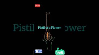 How to draw Pistil of a Flower  Easy Biology Diagram shorts [upl. by Daryn]