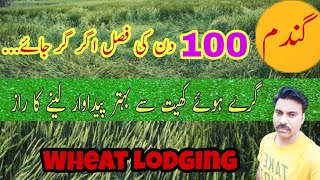 How to get good wheat grains yield from crop after lodging  Abid Ali Agrarian [upl. by Nairbal290]