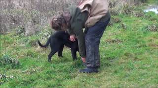 Connivence  Élevage de Labrador pour la chasse Élevage Labradors lignées de Travail [upl. by Castillo875]