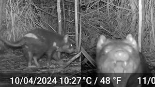 Tasmanian Devil Footage on Night Camera Devil eating dead animal at night [upl. by Zoe]