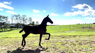 MVS KINDA TOASTED Weanling Standardbred Colt [upl. by Euqcaj]