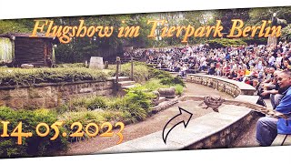 Flugshow im Tierpark Berlin  14052023  4K ᵁᴴᴰ 60ᶠᵖˢ ✅ [upl. by Ddene527]