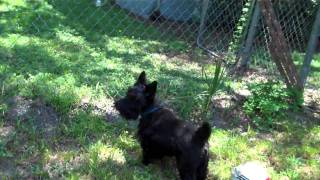 Rocky the Scottish Terrier barking [upl. by Arbmahs]