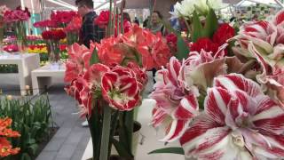 Keukenhof 2017  Amaryllis Parade II [upl. by Marmion]