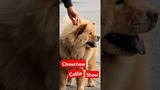 ChowChow and Collie Show [upl. by Boulanger450]