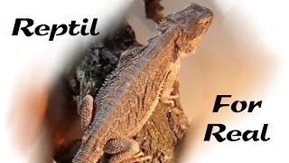 Reptil 4real  Ein Bartagame [upl. by Letty]