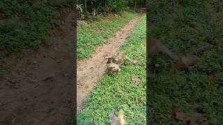 Wildlife monkey in Mohanokor troop monkeyaction monkeybehavior shortsvideo [upl. by Lehteb]