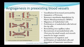 Angiogenesis HD [upl. by Gies]