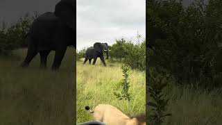 Thrilling Chase Male Lion Pursued by Charging Elephant [upl. by Yelrak]