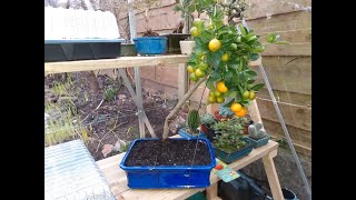 Calamondin orange tree from The Bonsai Dude [upl. by Millan]